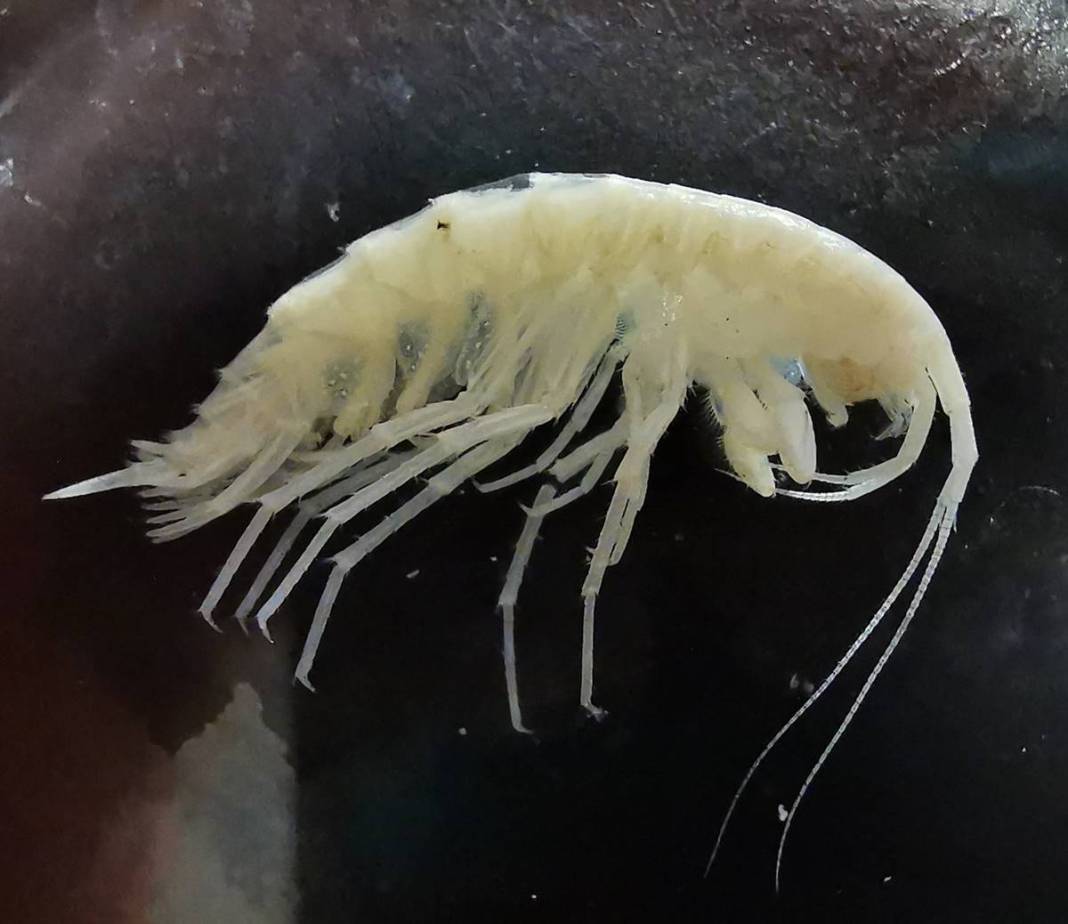 Dünyada ilk kez: Yeni sualtı canlısı türü, Türkiye'nin en derin üçüncü mağarasında keşfedildi! Türk bilim insanlarının başarısı 20